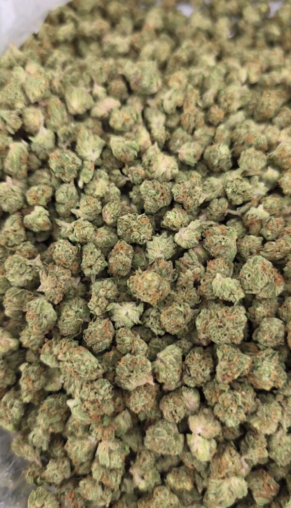 Gelato 47 Micro Smalls